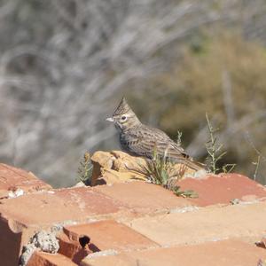 Crested Lark