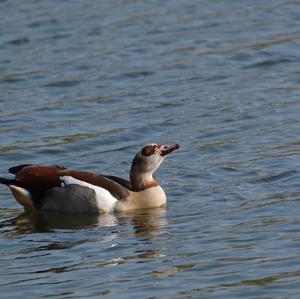 Red-breasted Goose