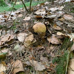 King Bolete