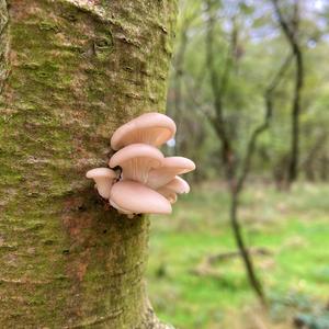 Oyster Mushroom