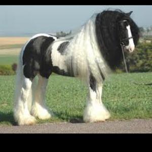 Shire Horse