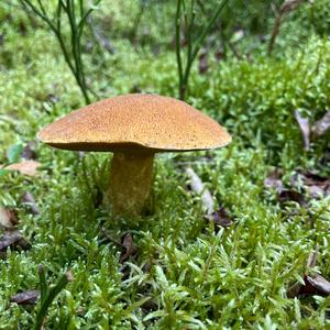 Variegated Bolete