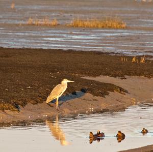 Squacco Heron