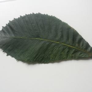 Unknown Species