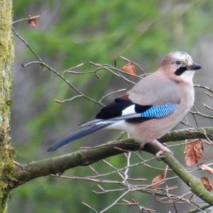 Eurasian Jay