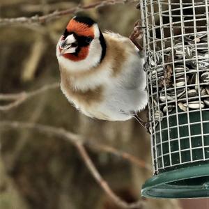 European Goldfinch