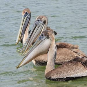 Brown Pelican