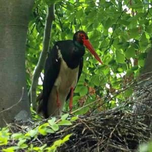 Black Stork