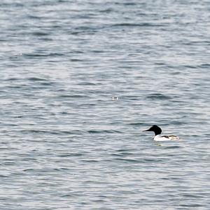 Common Merganser