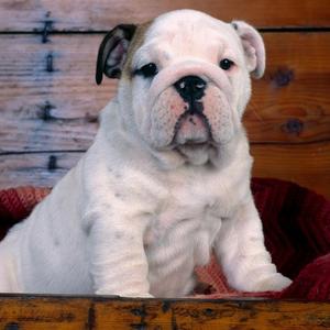 Englische Bulldogge