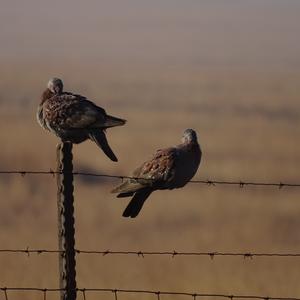 Speckled Pigeon