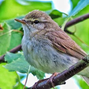 Willow Warbler