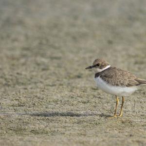 Common Ringed Plover