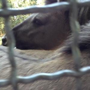 Unknown Breed