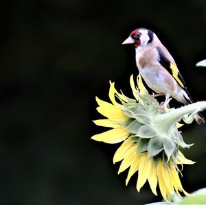 European Goldfinch