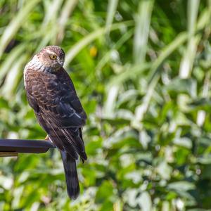 Northern Goshawk