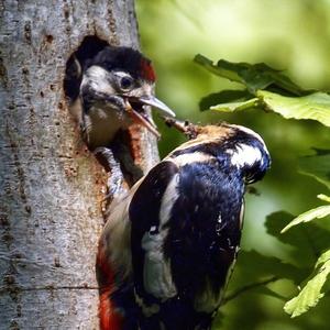 Great Spotted Woodpecker