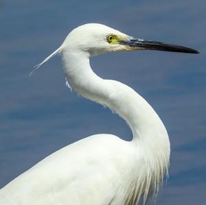 Little Egret