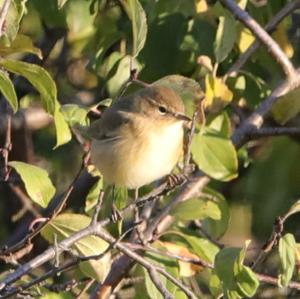 Common Chiffchaff