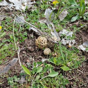 Yellow Morel