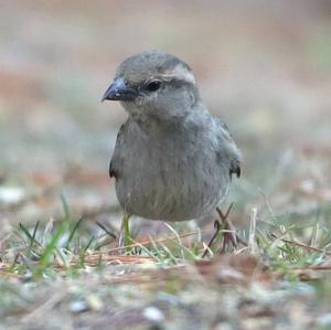 House Sparrow