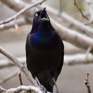 Common Grackle