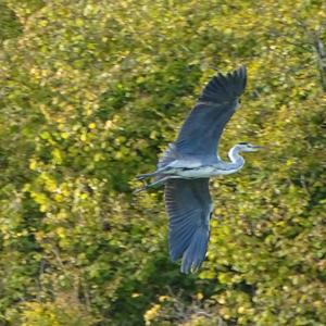 Grey Heron