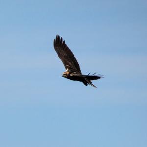 Western Marsh-harrier