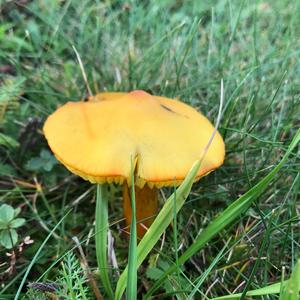 Blackening Wax-cap