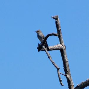 Spotted Flycatcher