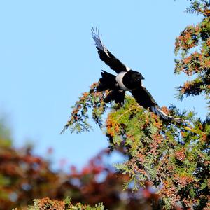 Black-billed Magpie