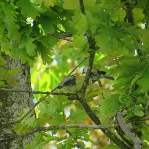 Blue Tit