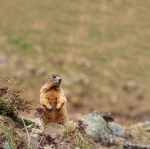 Alpine Marmot