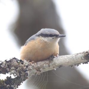 Wood Nuthatch