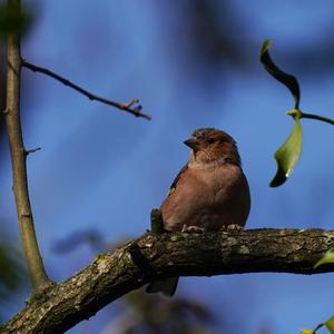 Eurasian Chaffinch
