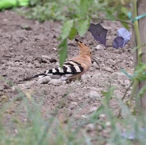 Eurasian Hoopoe