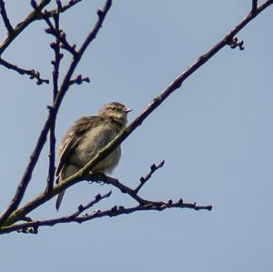 Common Chiffchaff