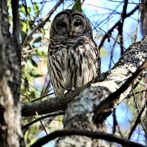 Barred Owl