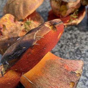 Dotted-stem Bolete