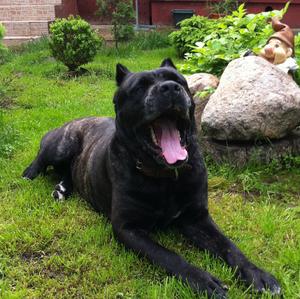 Cane Corso Italiano