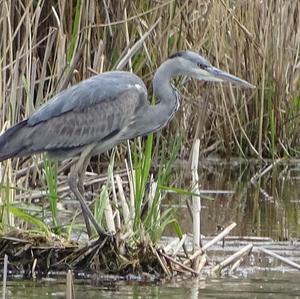 Grey Heron