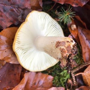 Yellow-ochre Russula