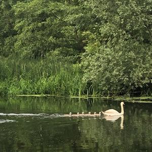 Mute Swan