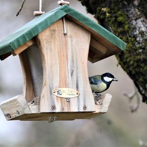 Great Tit