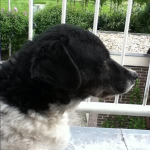Unknown Breed