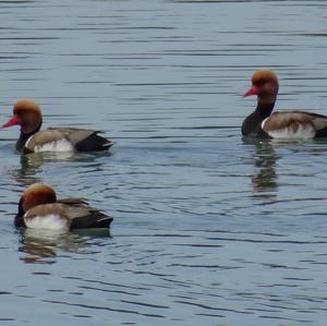 Red-crested Pochard