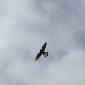 Common Kestrel