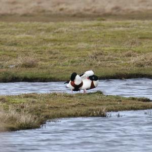 Common Shelduck