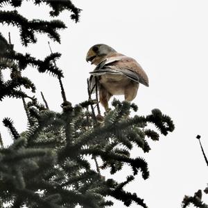 Common Kestrel