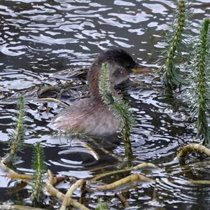 Little Grebe